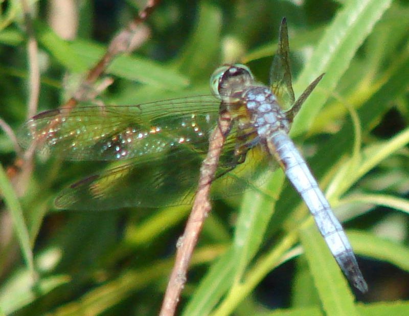 Photo of Blue Dasher