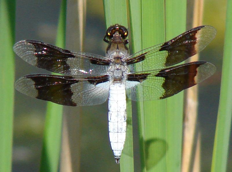 Photo of Common Whitetail