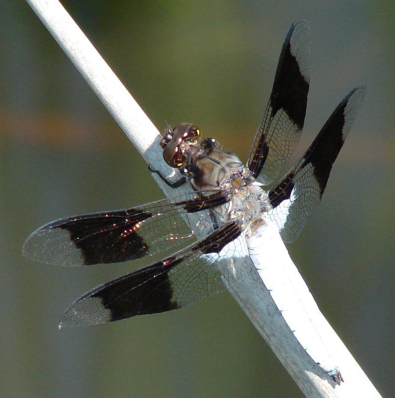 Photo of Common Whitetail