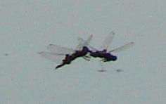 Photo of Black Saddlebags