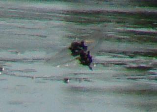 Photo of Black Saddlebags