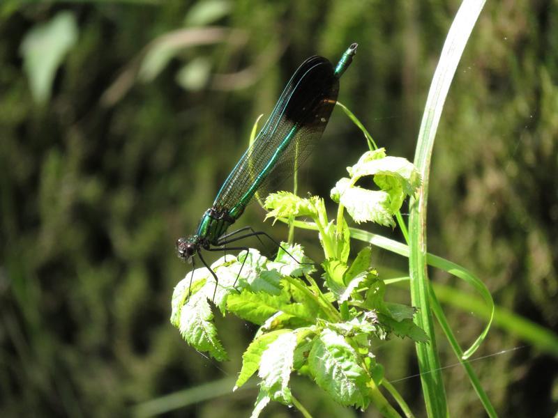 Photo of River Jewelwing