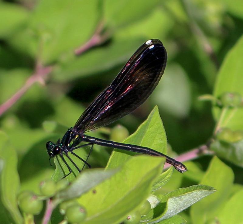 Photo of Ebony Jewelwing