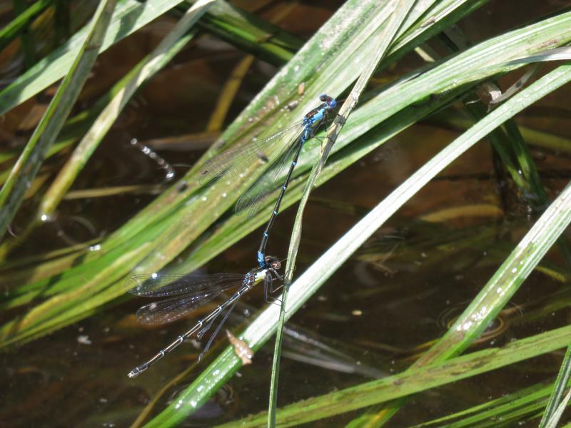 Photo of Aurora Damsel