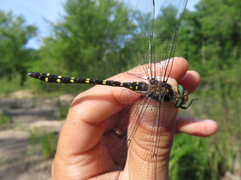 Photo of Twin-spotted Spiketail