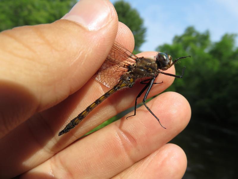 Photo of Beaverpond Baskettail