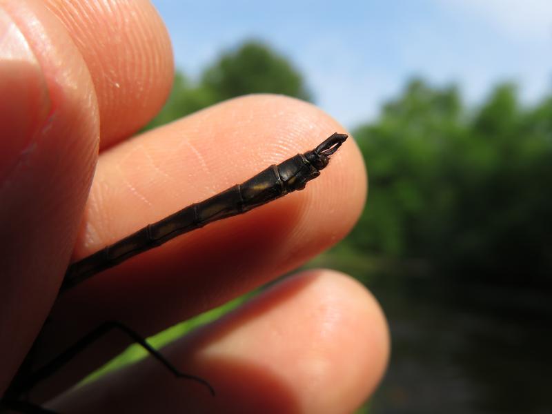 Photo of Beaverpond Baskettail