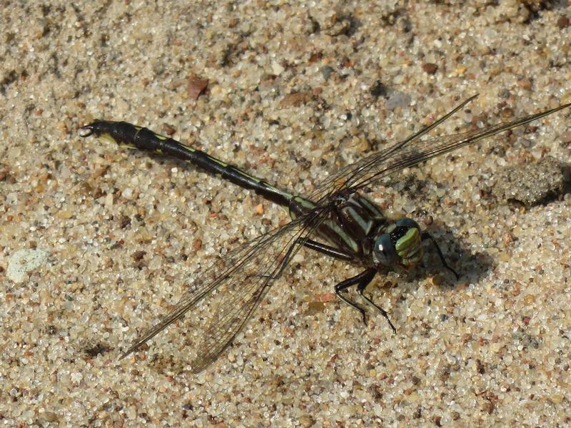 Photo of Ashy Clubtail