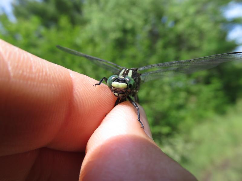 Photo of Mustached Clubtail