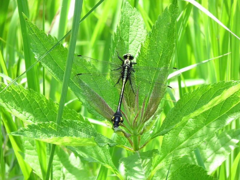 Photo of Skillet Clubtail