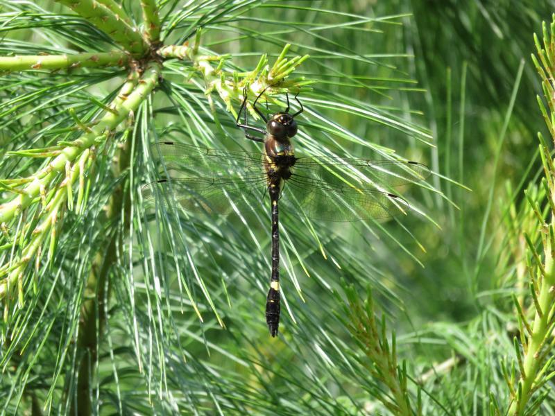 Photo of Swift River Cruiser (Illinois River Cruiser ssp.)