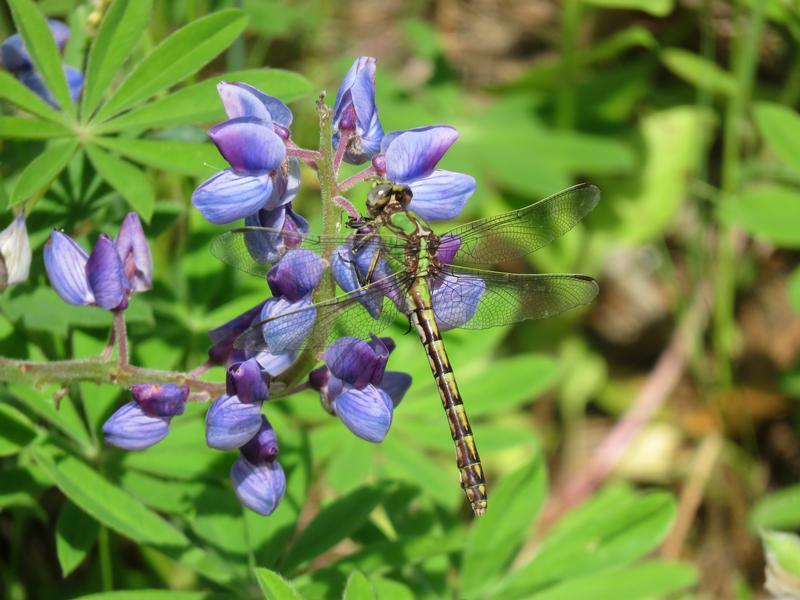 Photo of Sioux Snaketail