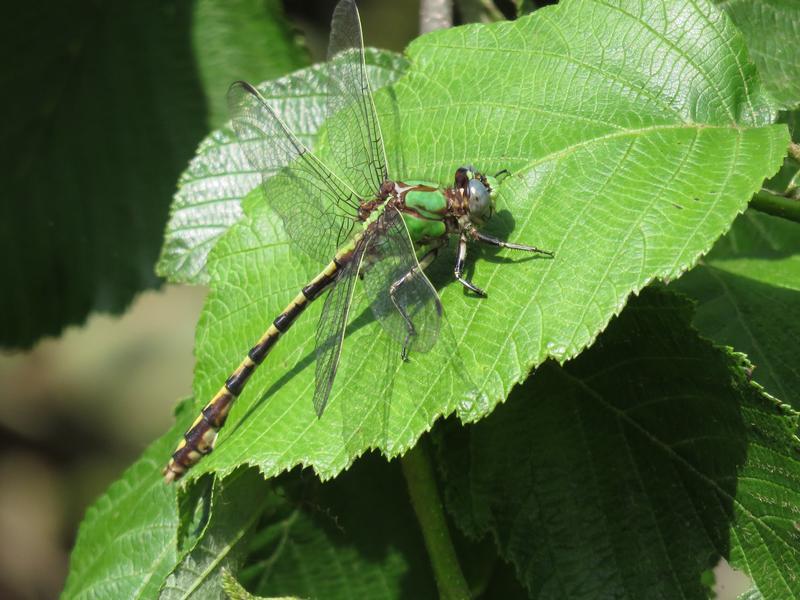 Photo of Sioux Snaketail