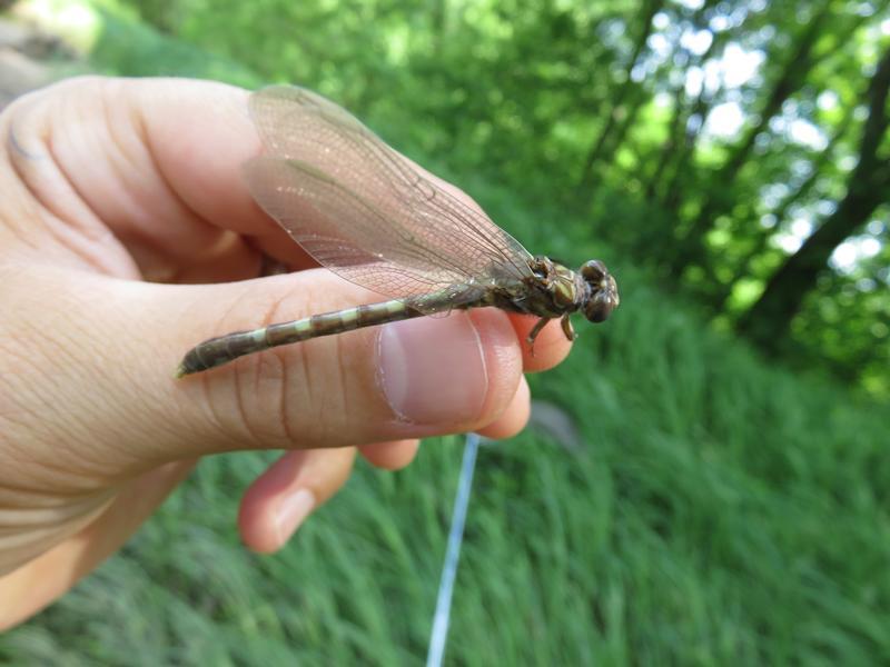 Photo of Common Sanddragon