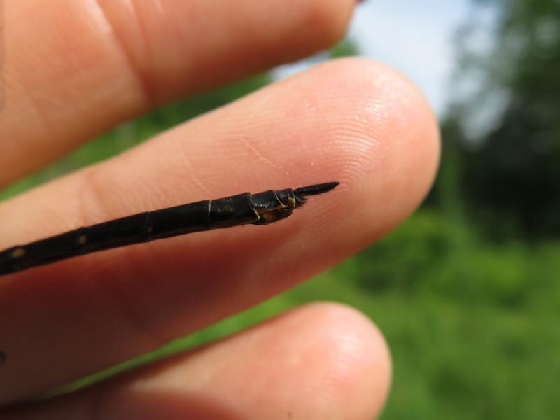 Photo of Forcipate Emerald