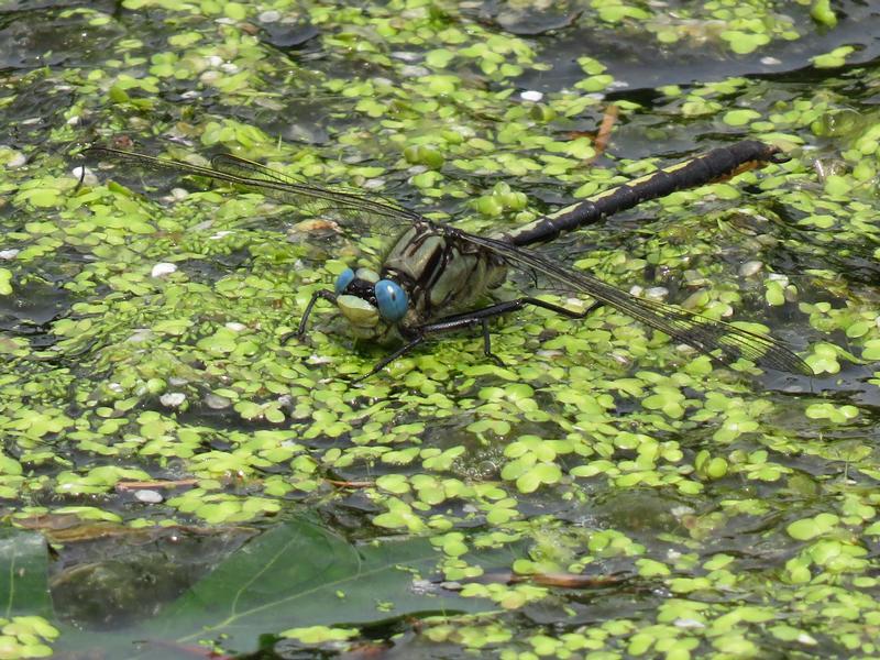 Photo of Horned Clubtail