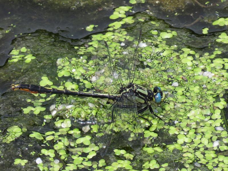 Photo of Lilypad Clubtail