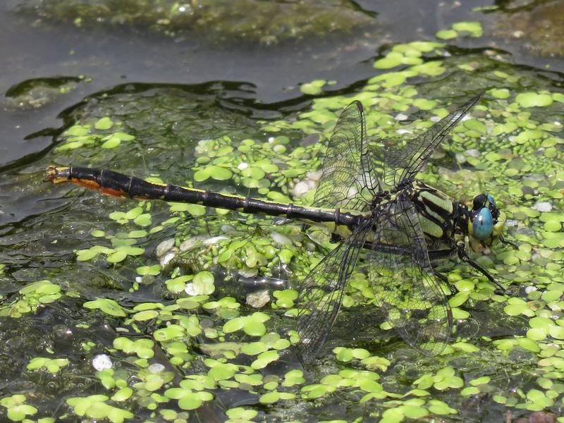 Photo of Lilypad Clubtail