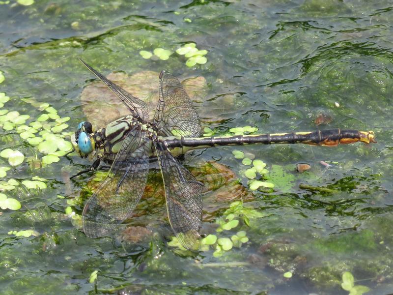 Photo of Lilypad Clubtail