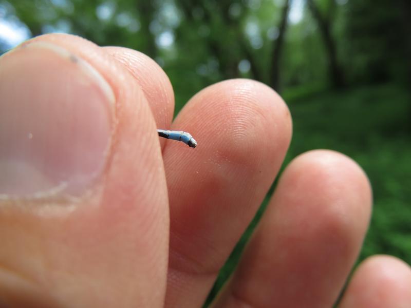 Photo of Marsh Bluet