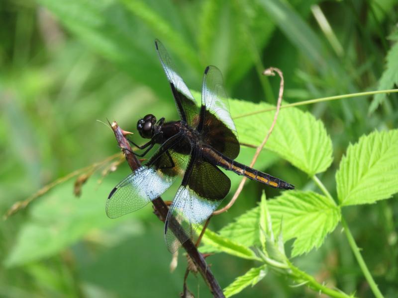 Photo of Widow Skimmer