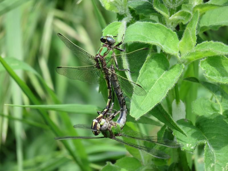 Photo of Sioux Snaketail