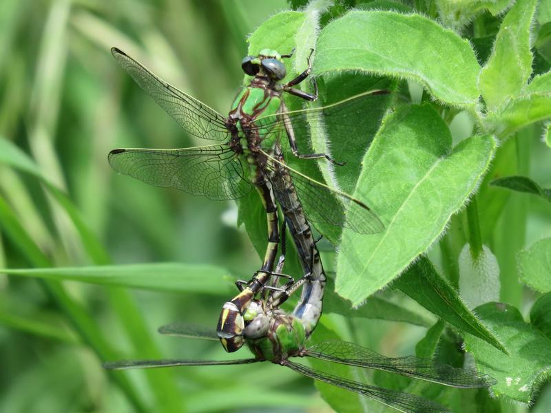 Photo of Sioux Snaketail