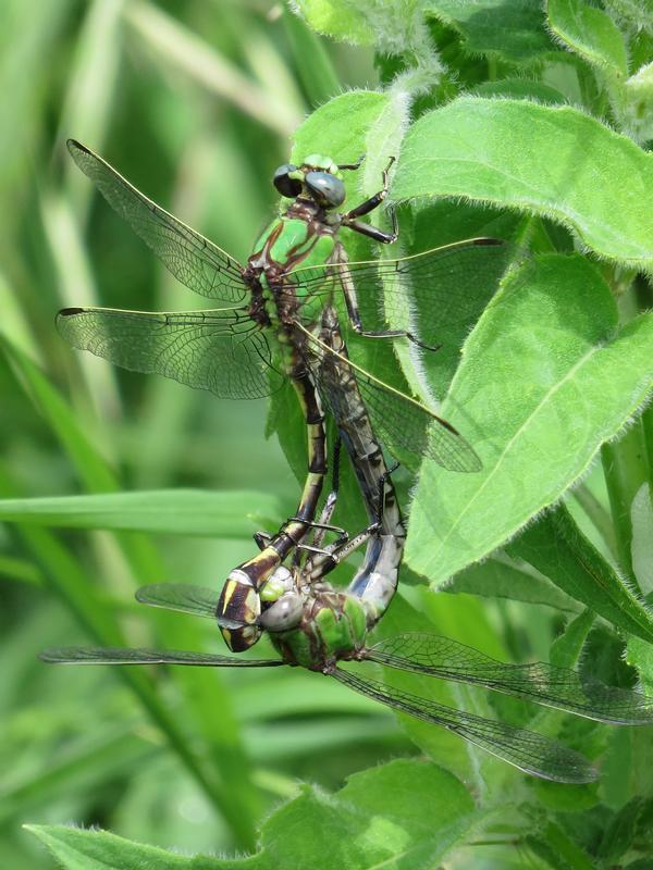 Photo of Sioux Snaketail