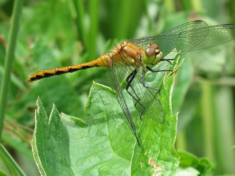 Photo of White-faced Meadowhawk