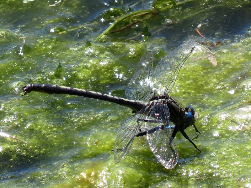 Photo of Horned Clubtail