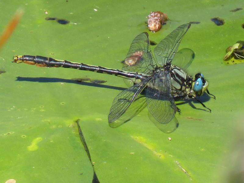 Photo of Lilypad Clubtail