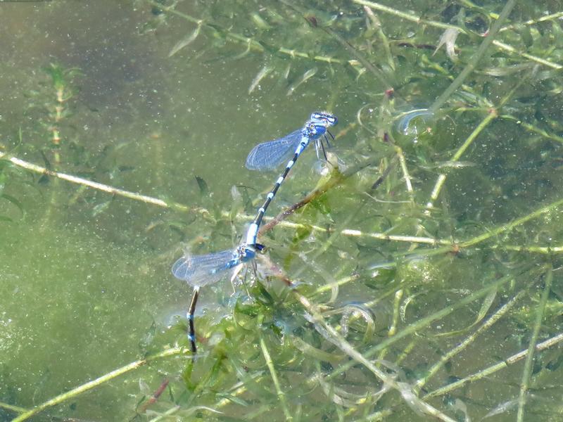 Photo of Tule Bluet