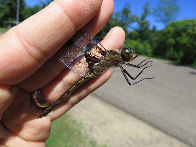 Photo of Prince Baskettail