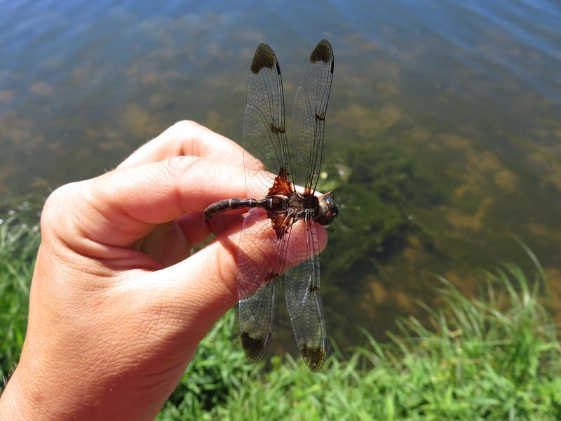 Photo of Prince Baskettail