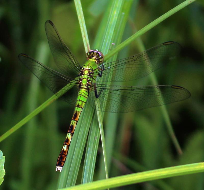 Photo of Eastern Pondhawk