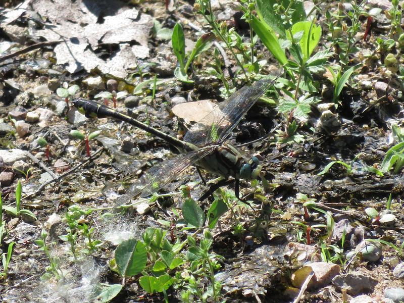 Photo of Midland Clubtail