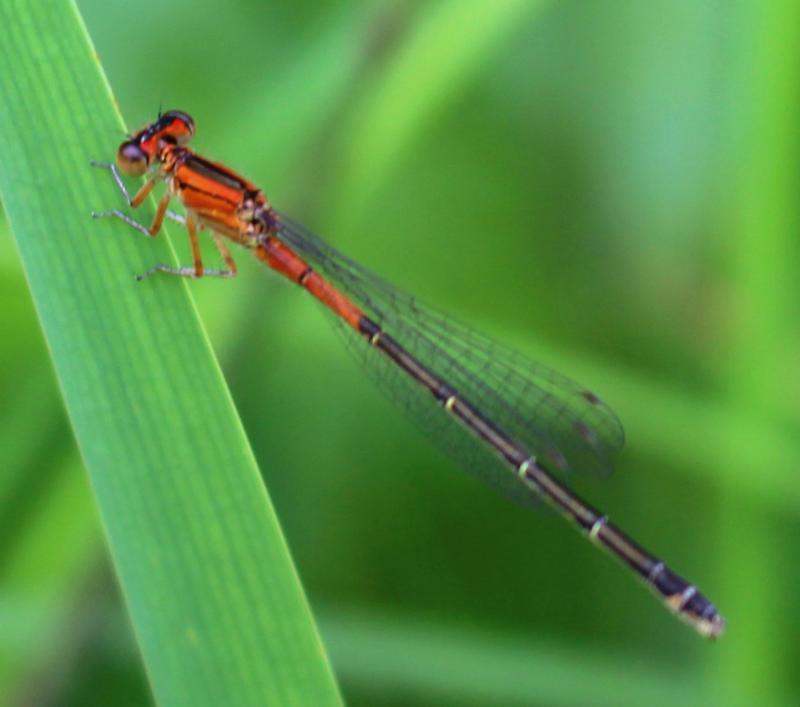 Photo of Eastern Forktail