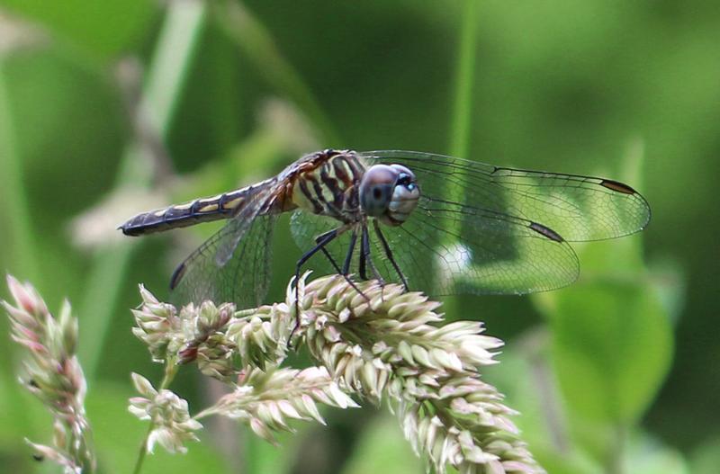 Photo of Blue Dasher