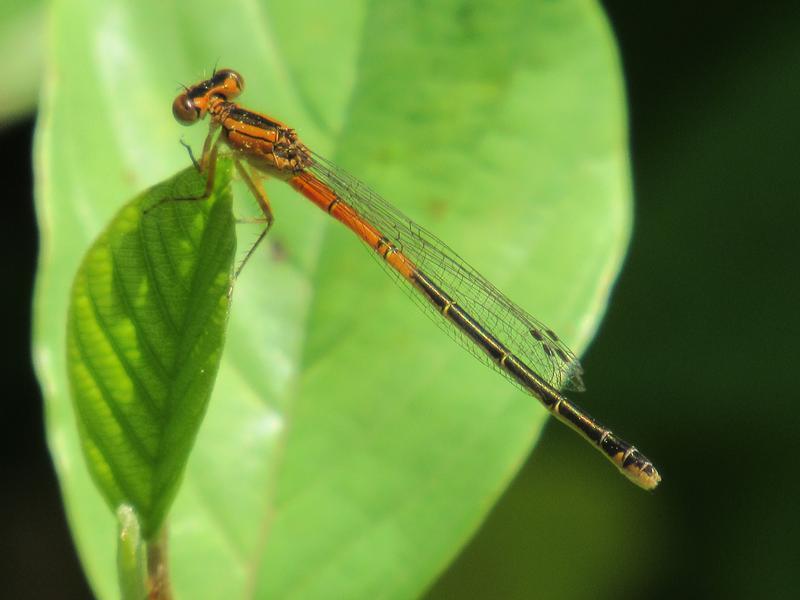Photo of Eastern Forktail