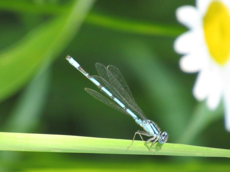 Photo of Familiar Bluet