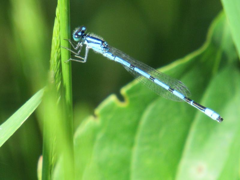 Photo of Marsh Bluet