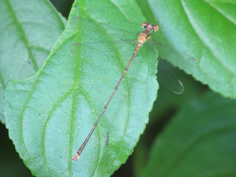 Photo of Slender Spreadwing