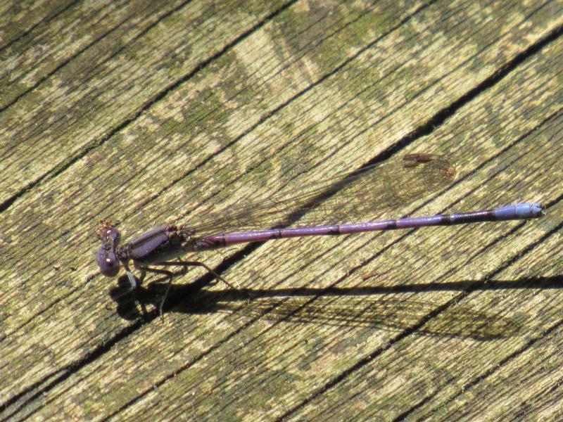 Photo of Variable Dancer (Violet Dancer ssp.)