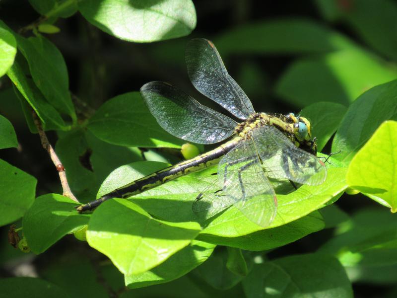 Photo of Horned Clubtail