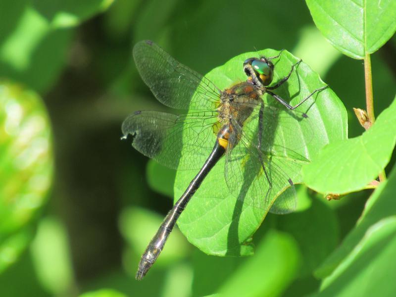 Photo of Racket-tailed Emerald