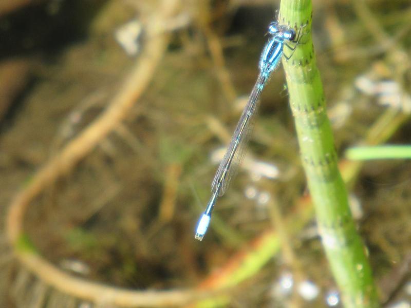 Photo of Skimming Bluet