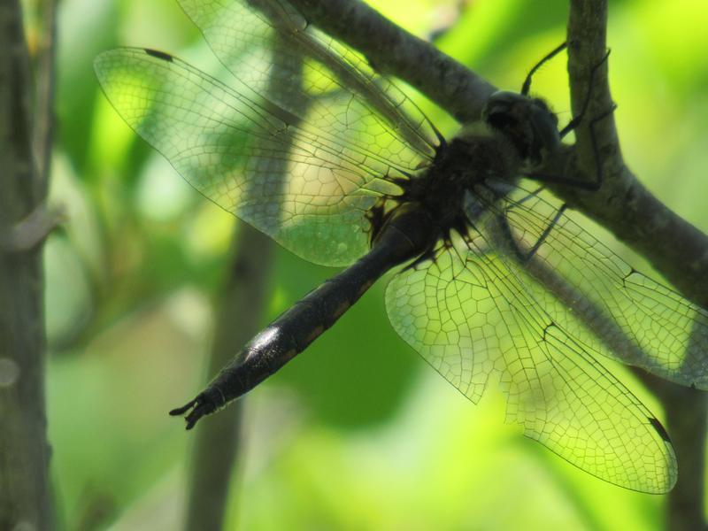 Photo of Spiny Baskettail