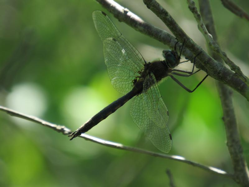 Photo of Spiny Baskettail