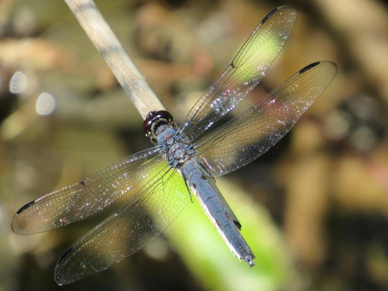 Photo of Slaty Skimmer
