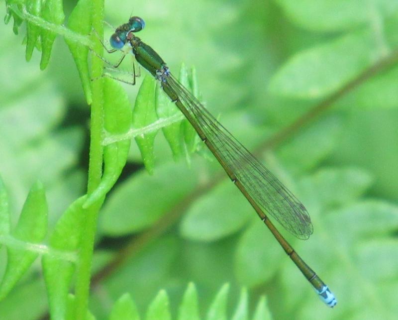 Photo of Sedge Sprite